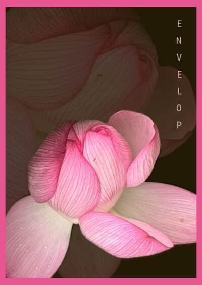 Envelop-Deep-Lotus