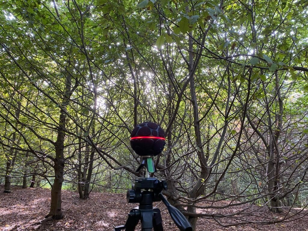 Zylia in nature