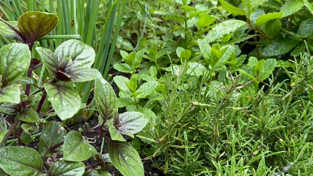 Recording Rain & Thunder: where this album came from 2 Photo 20 05 2024 18 31 38