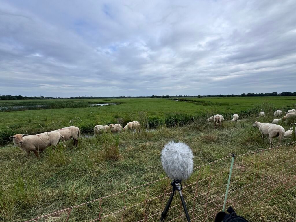 Your brain on nature sounds: what the research actually shows 1 recording sheep sounds