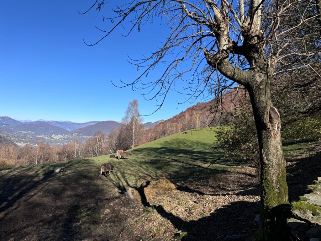 Nature sounds and sleep 1 Photo 15 11 2024 11 19 52