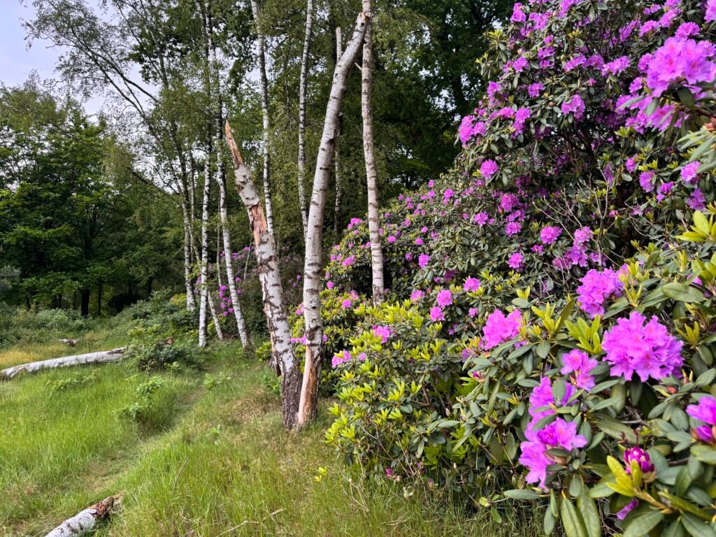 Nature sounds and sleep 2 Photo 16 05 2024 20 26 19