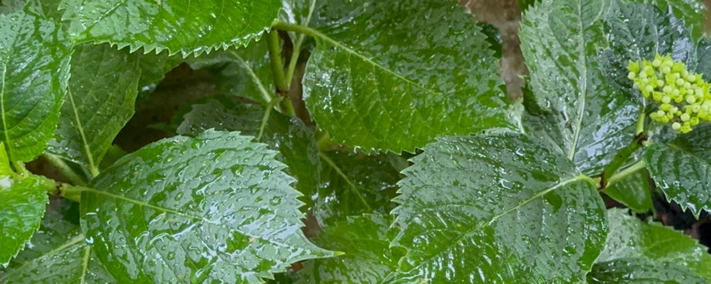 Rain sounds for sleep: why they actually work 1 raindrops on leaves