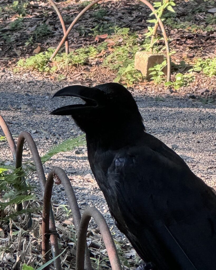 Does birdsong actually signal safety? 2 crow still 1