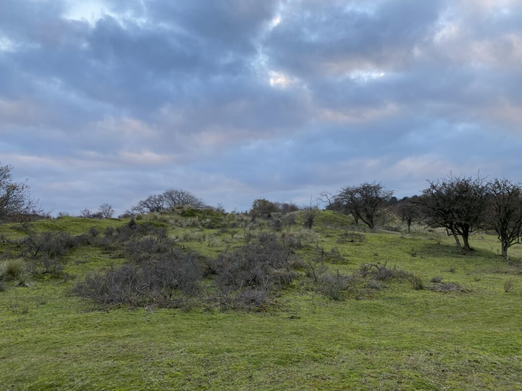 Does birdsong actually signal safety? 1 heath open 1